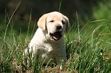 LABRADOR 1169